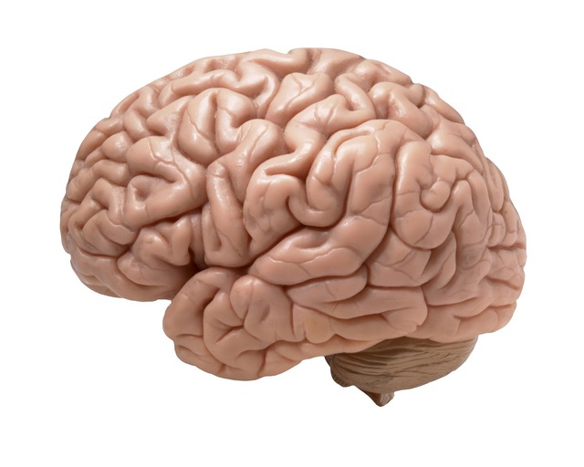 lidský mozek.jpg